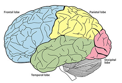 Blog placeholder image for Introduction to Brain Lobes